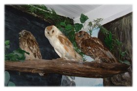 Owls