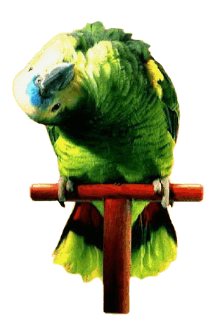 Amazona aestiva