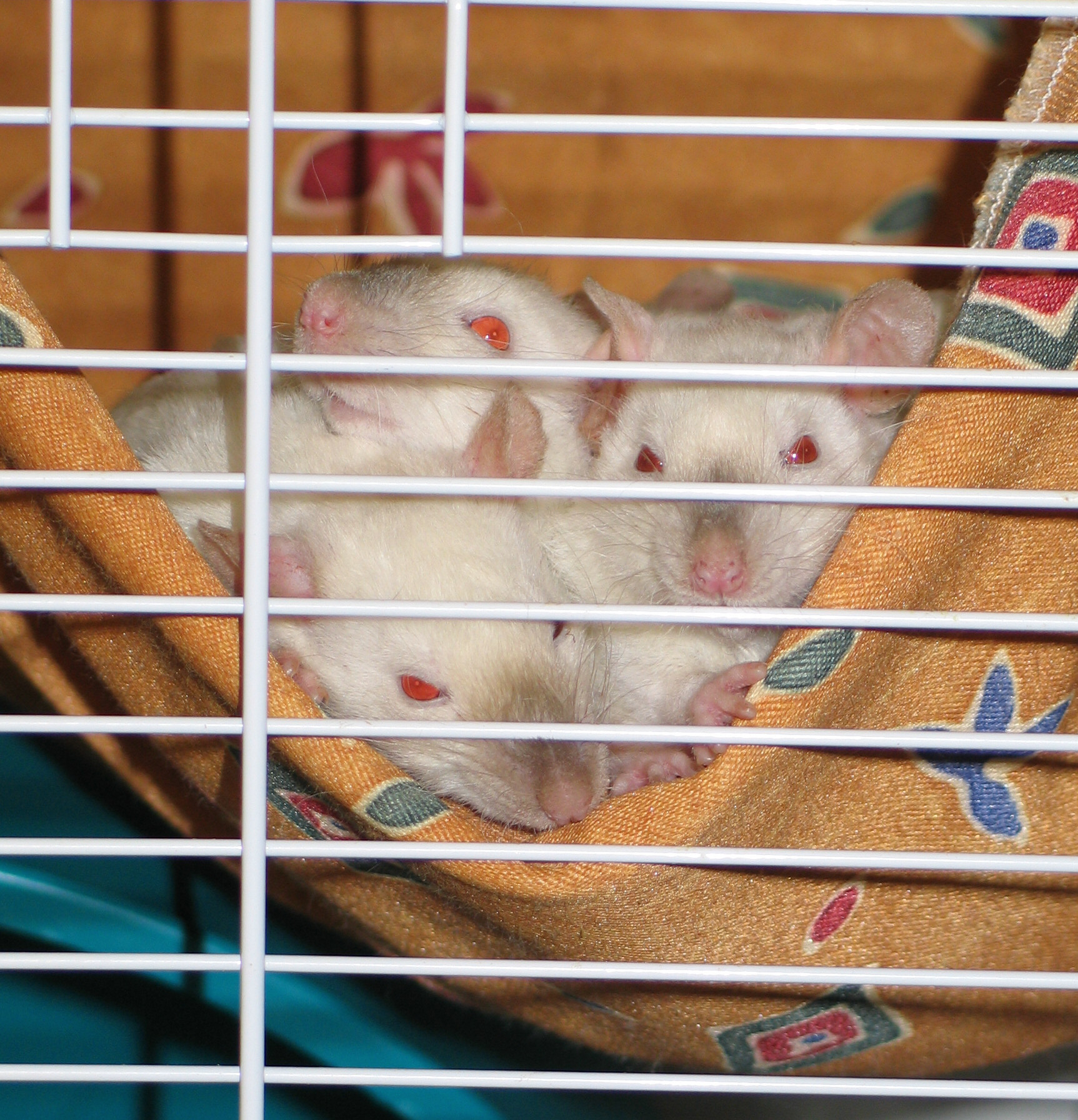 rat cage ottawa