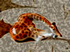 Giraffe head down figurine