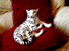 White tiger figurine
