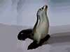 Seal 1970-s figurine