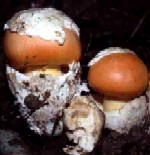 ovulo buono