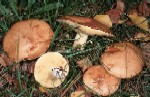pinaroli