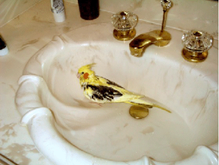 BirdieBath3.jpg (34999 bytes)