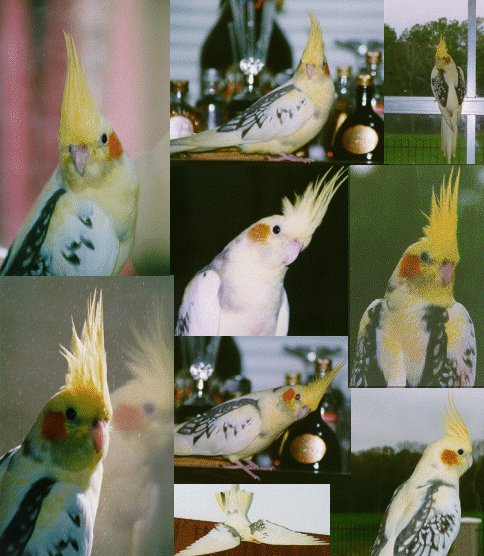 BirdieMontage.gif (217131 bytes)