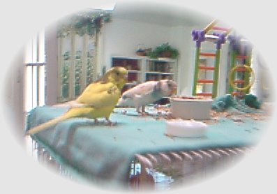 Foo Foo and Snowflake (1) on top of their cage
