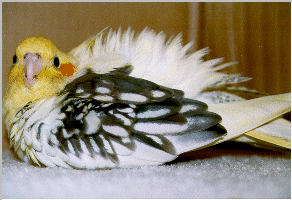 MonsterBird3.gif (46145 bytes)