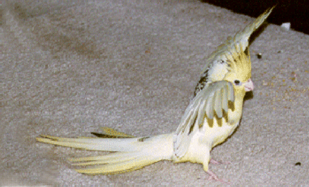 MonsterBird_ani.gif (194486 bytes)