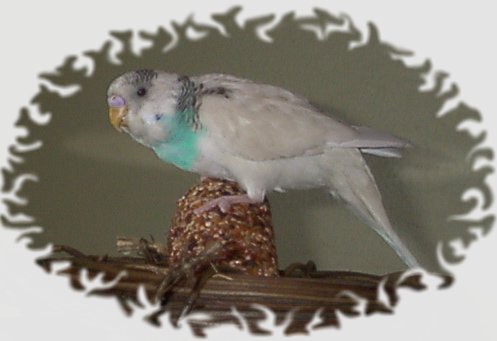 Snowflake sitting on the honey stick he loved to eat... April 2000