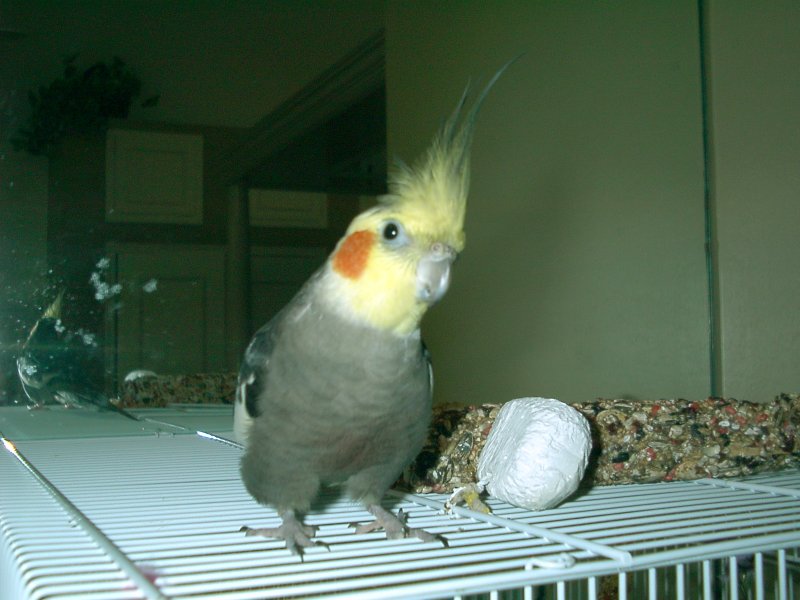 TooTooOnCage.jpg (74682 bytes)