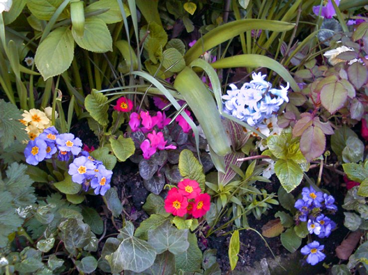 Westminster Flowers in the Alley