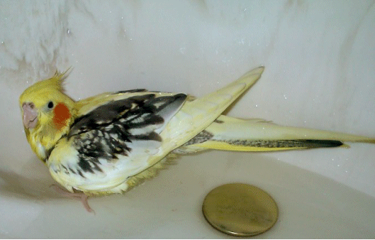 WetBird_ani.gif (213902 bytes)