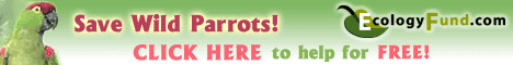 Save the endangered Mexican Thickbilled Parrots - Free!