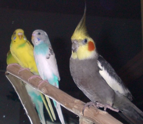Foo Foo, Snowflake2, and Tiger