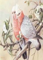 Imagem para downlods - aves3