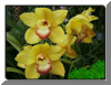 flor19.jpg (36352 bytes)
