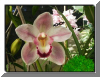flor22.jpg (40043 bytes)