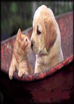 C�o e Gato