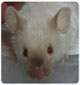 Our Mice