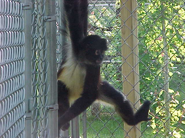 Clydette a black handed spider monkey.