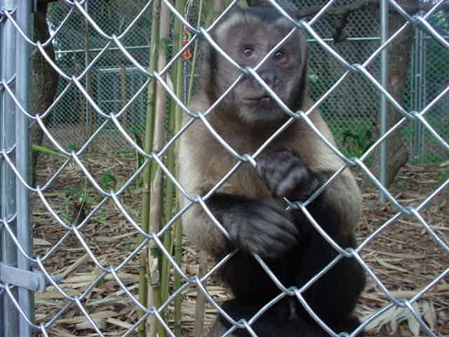 My last phot of Gizzy.