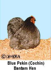 This is the actual chicken!