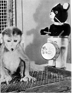 A Monkey