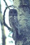Male Great Grey Owl