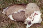 Deer hide