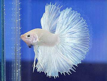 www.atisonbetta.com