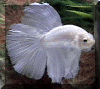 opaque male 4 web.gif (60428 bytes)
