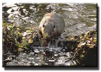 beaver.jpg (31181 bytes)