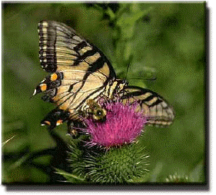 butterfly.jpg (42104 bytes)