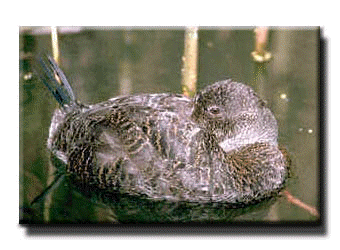 duck.jpg (25103 bytes)
