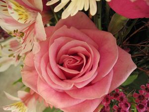 Pic, roses
