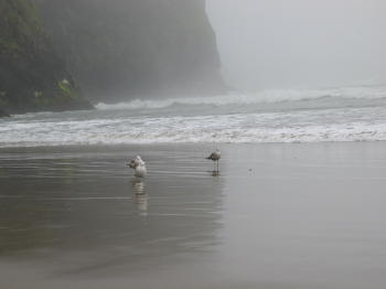 Pic, Shorebirds on Oregon sand