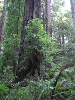 Pic, redwood forest