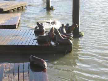 Pic, Seals live at Pier 39