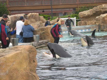 Pic, Whales at Sea World