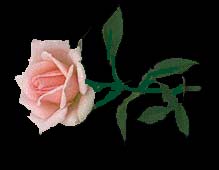 pinkrose.jpg - 11258 Bytes