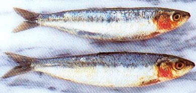 pescado