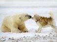 Polar Kiss!