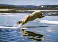 Arctic Summer!