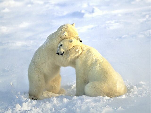 Bear Hugs