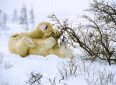 Polar Fun!