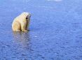 The Ice Bear!