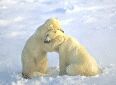 Bear Hug!