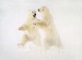 Polar Waltz!