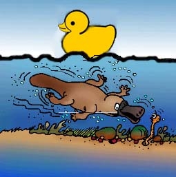 i put the duck there 